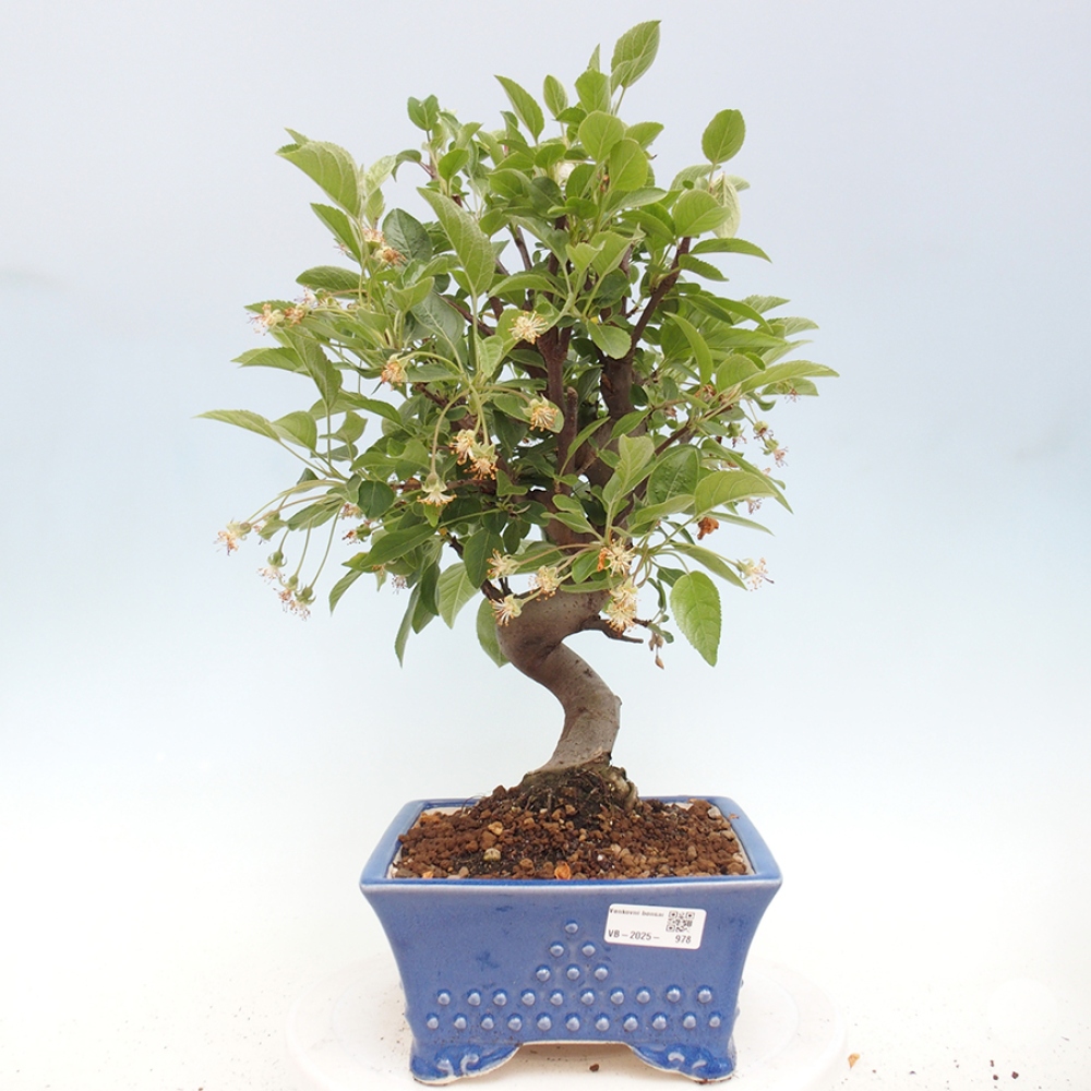 Bonsai im Freien - Malus halliana - Kleinfruchtiger Apfelbaum