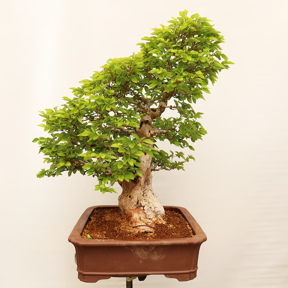 Bonsai im Freien - Carpinus Coreana - Koreanische Hainbuche