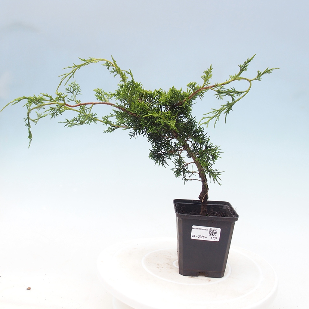 Bonsai für draußen - Juniperus chinensis Itoigawa