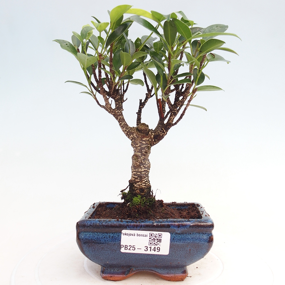Zimmer Bonsai Ficus retusa kimmen