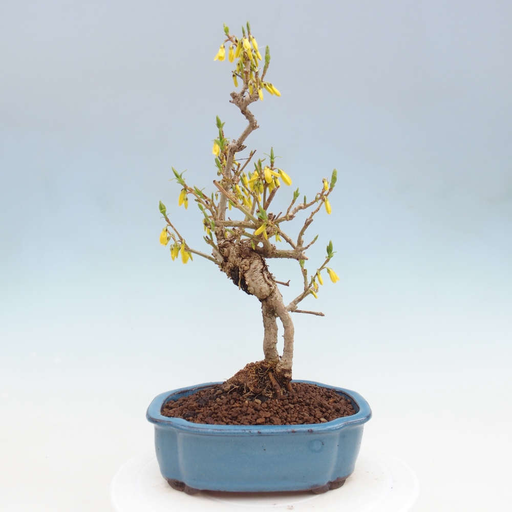 Bonsai für draußen - Zlatice - Forsythia koreana