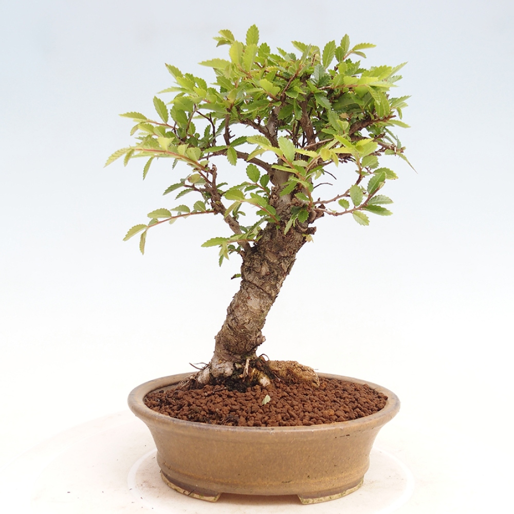 Bonsai im Freien - Zelkova - Zelkova NIRE