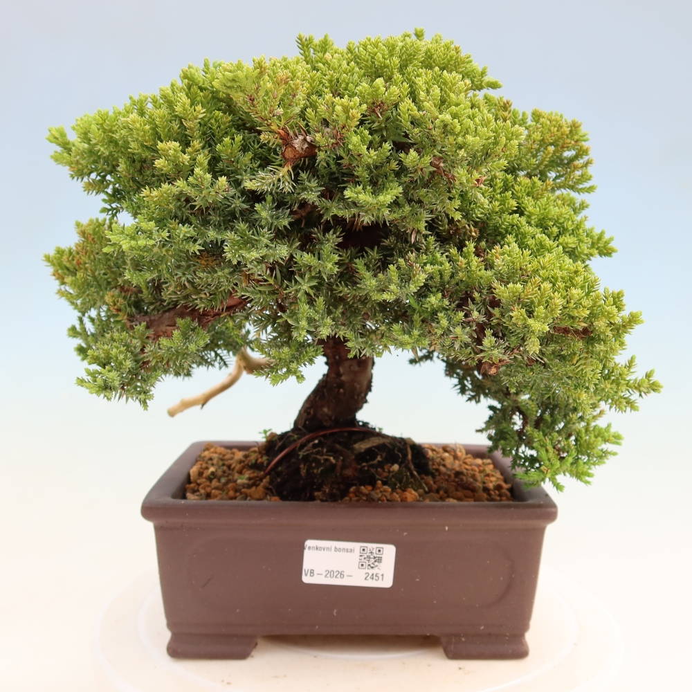 Bonsai für draußen - Juniperus procumbens - Juniperus procumbens