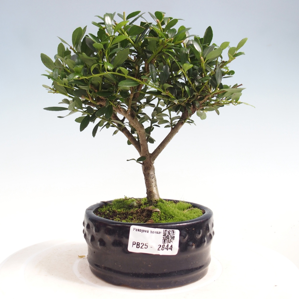Zimmerbonsai - Ilex crenata - Holly