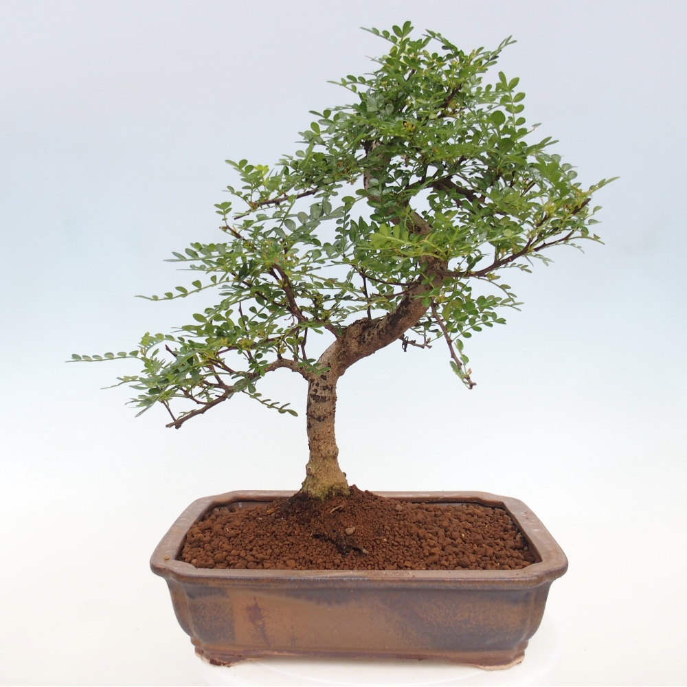 Zimmerbonsai - Zantoxylum piperitum - Pfefferbaum