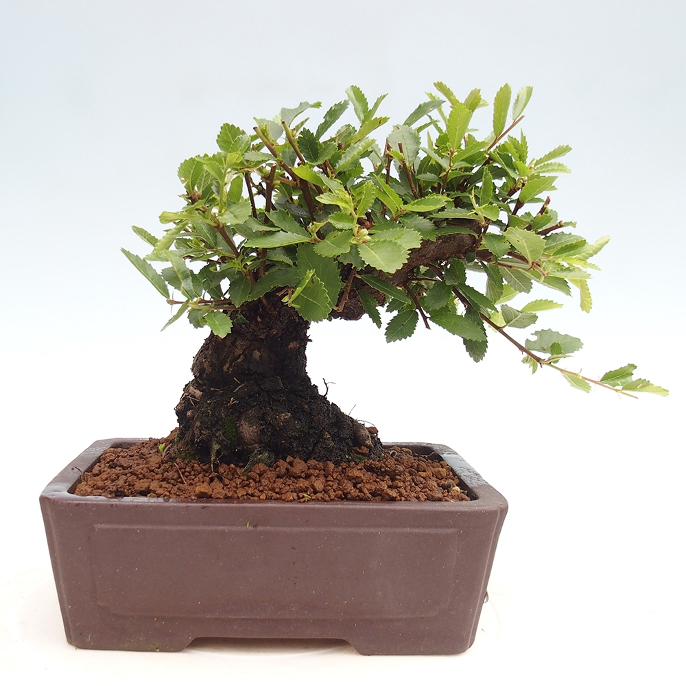 Bonsai im Freien - Zelkova - Zelkova NIRE
