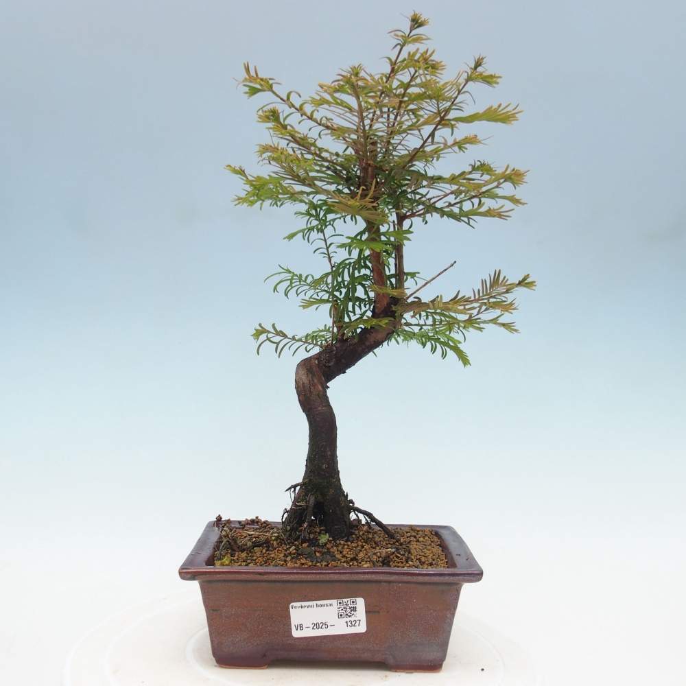 Bonsai im Freien - Metasequoia glyptostroboides - Chinesischer Metasequoia