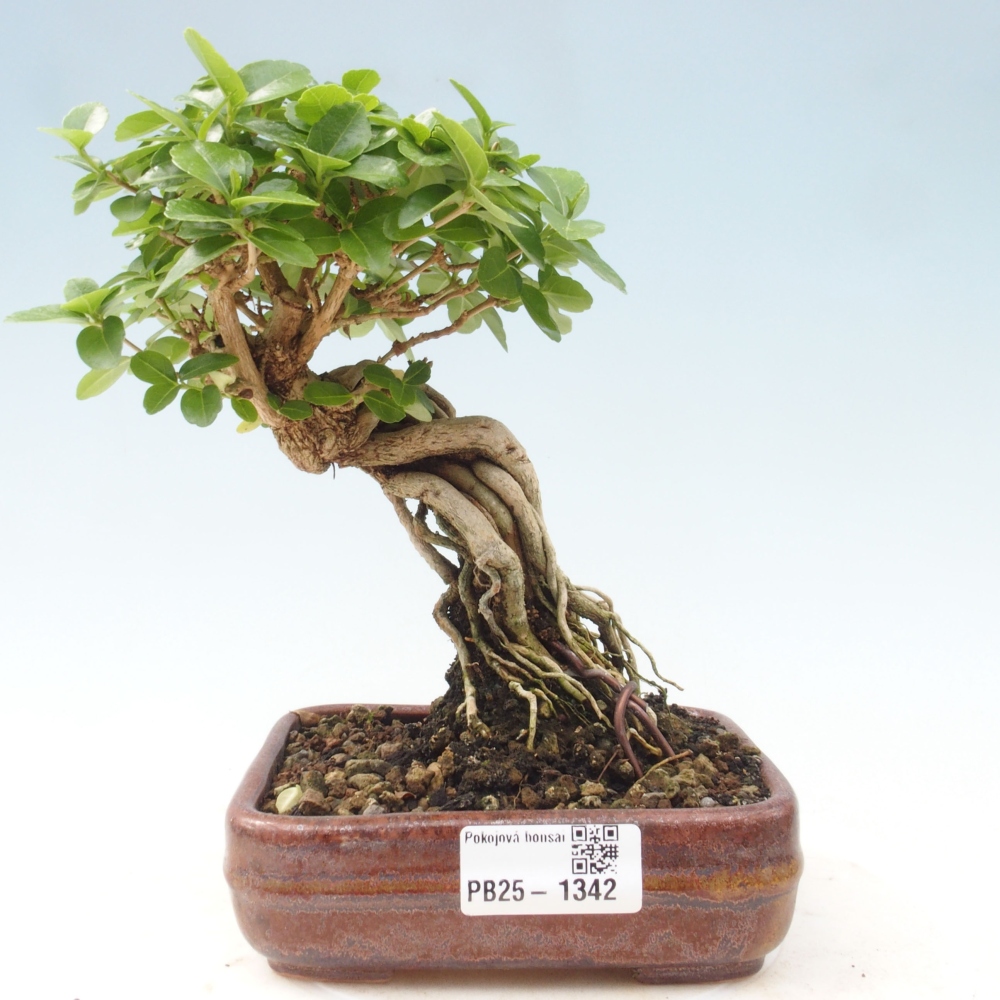 Zimmerbonsai - Premna serratifolia - Kozlovon kleinblättrig