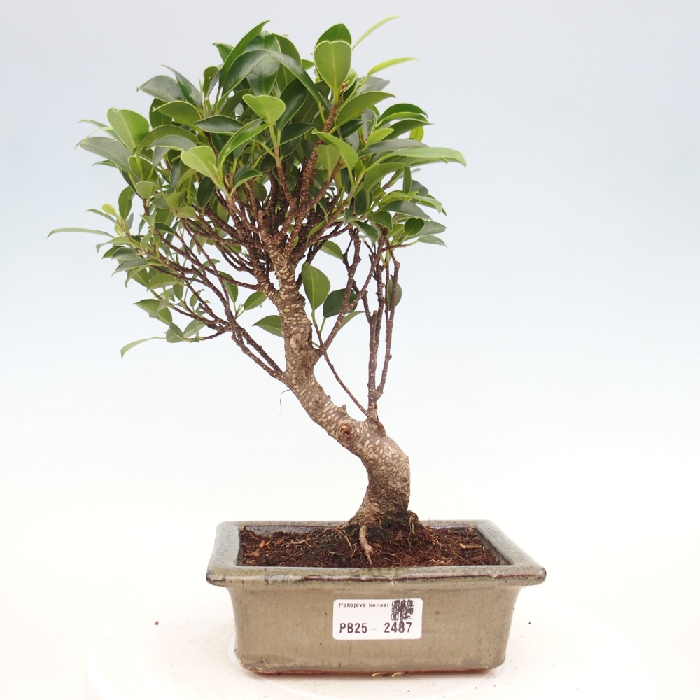 Zimmerbonsai - Ficus retusa - kleinblättriger Ficus