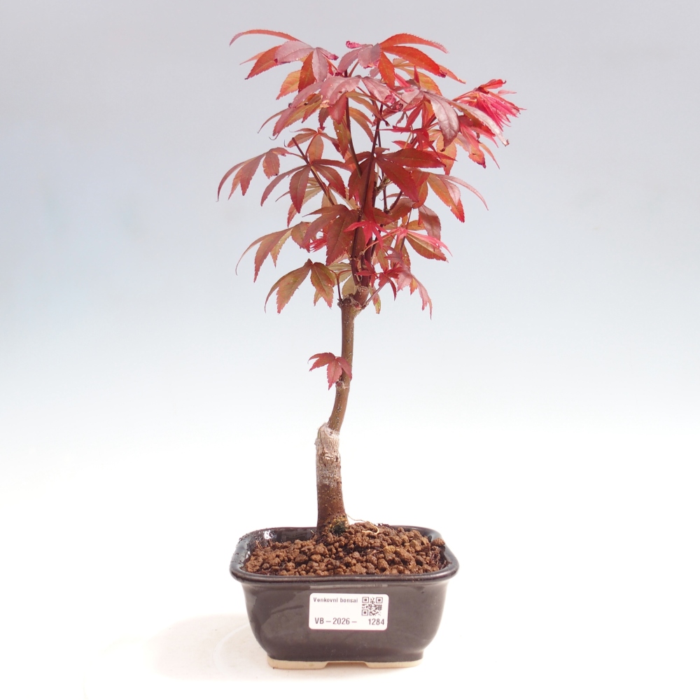 Bonsai für draußen - Acer-Palme. Atropurpureum-Javor palmate