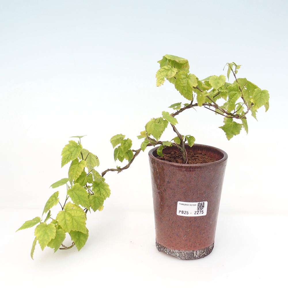 Zimmerbonsai - Abutilon Big Bell - Flussmoltebeere