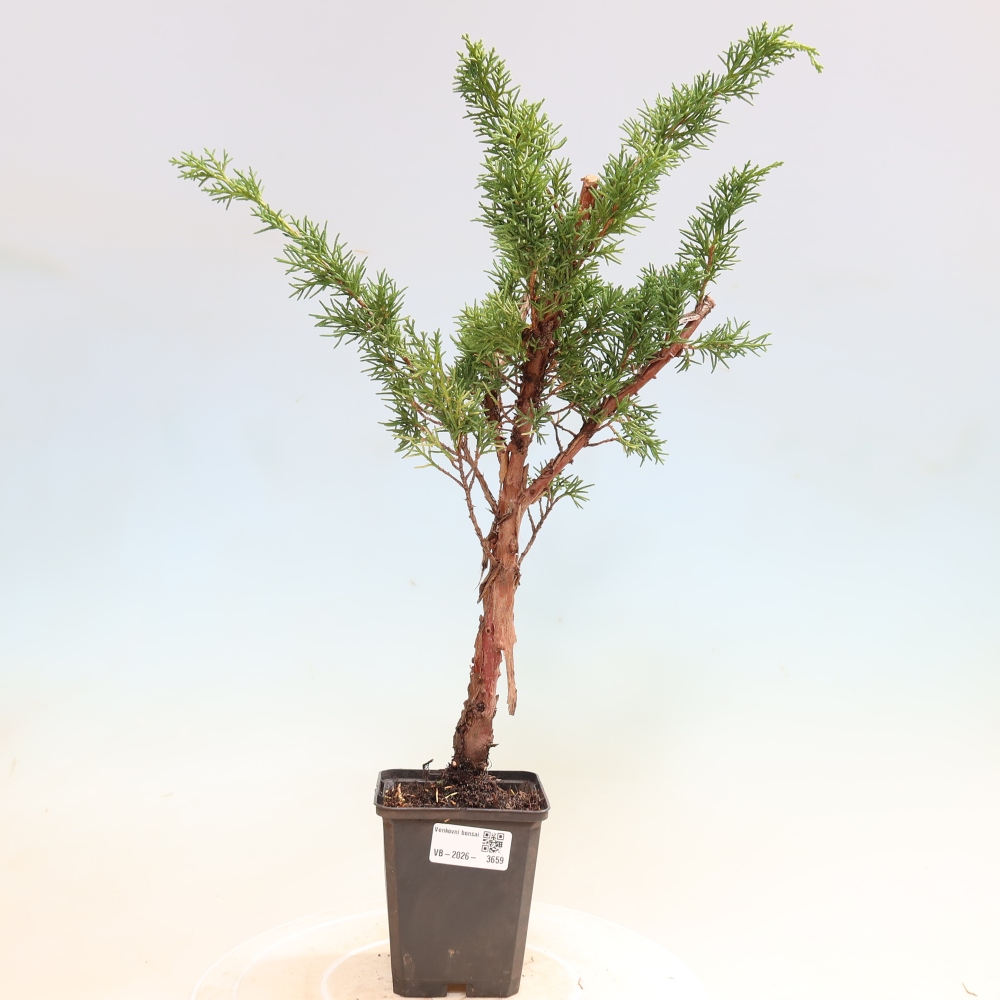 Bonsai für draußen - Juniperus chinensis Kishu