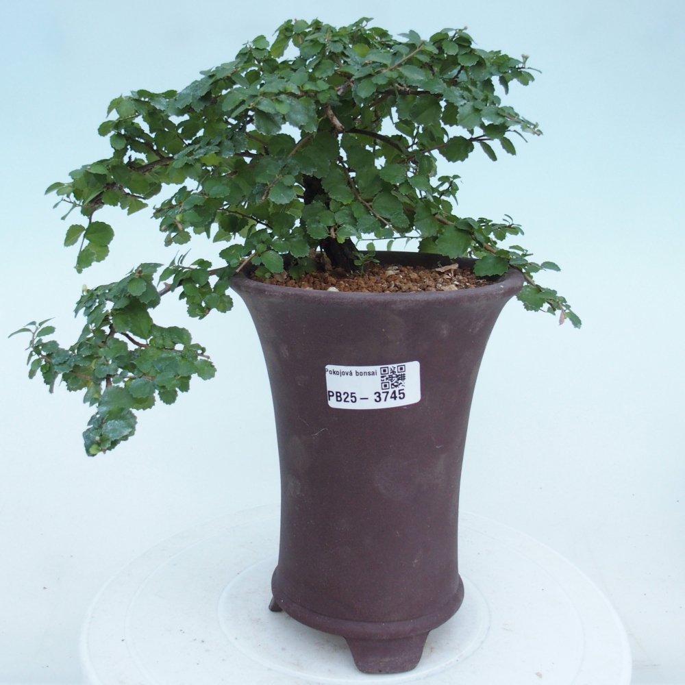 Zimmerbonsai - Grewia sp. - Grewia malafolia