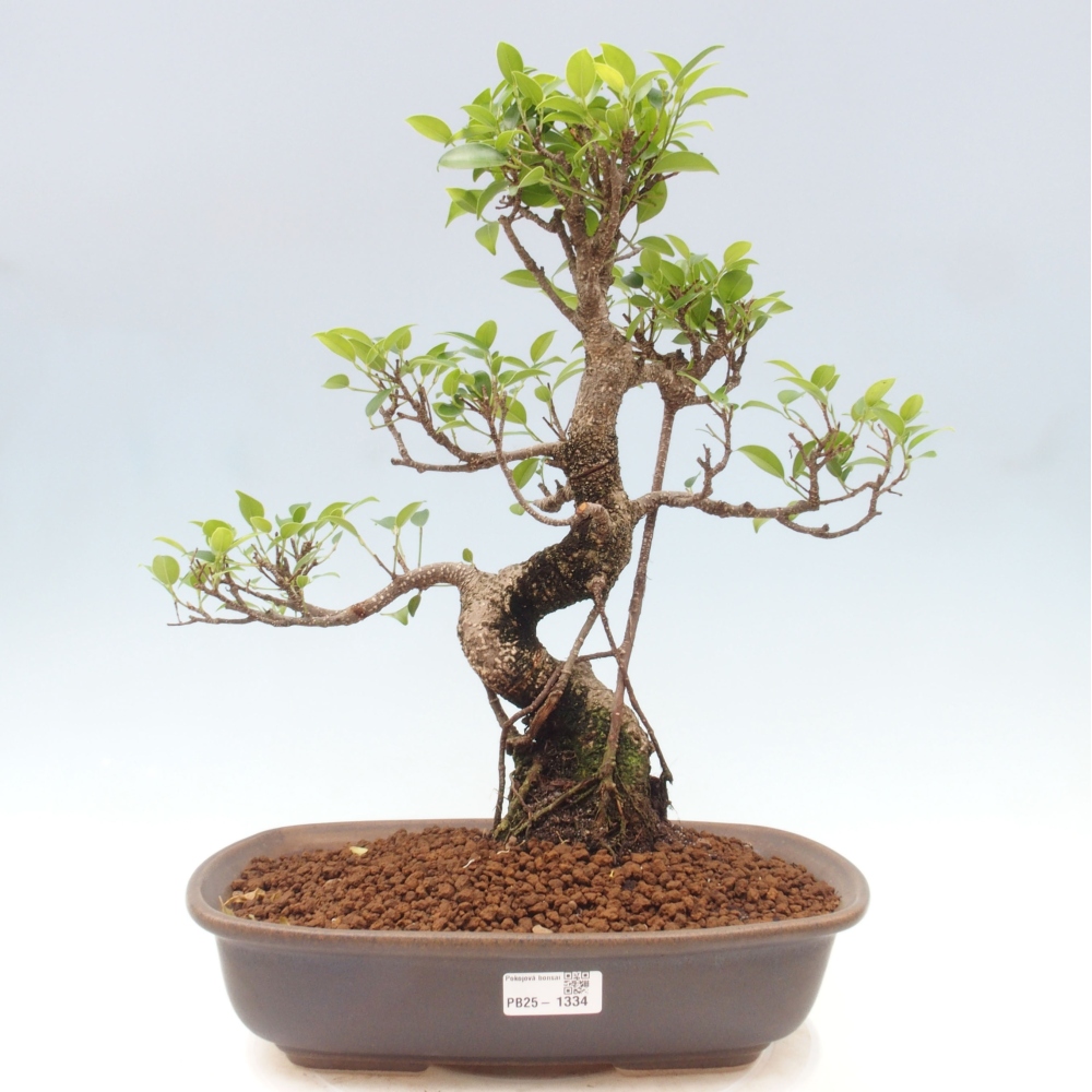 Zimmerbonsai - Ficus kimmen - kleinblättriger Ficus