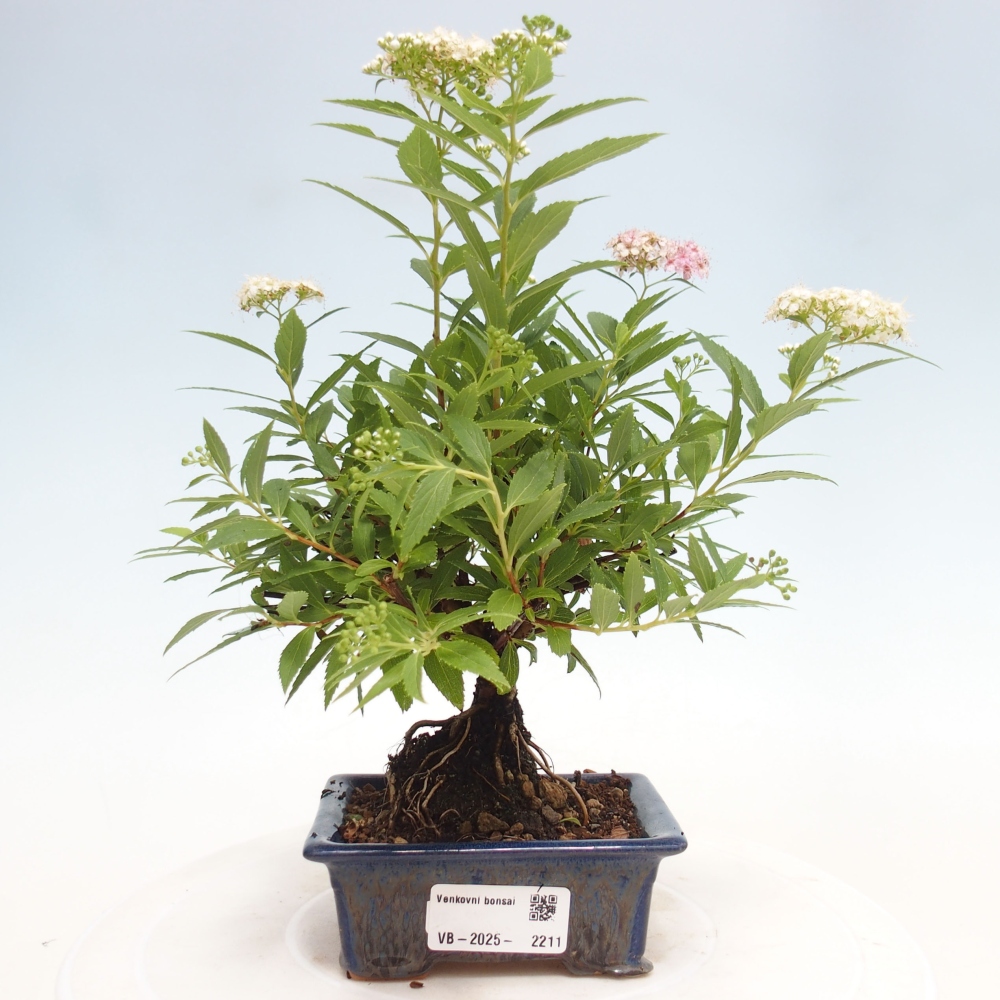 Bonsai im Freien - Spirea japonica GENPSI