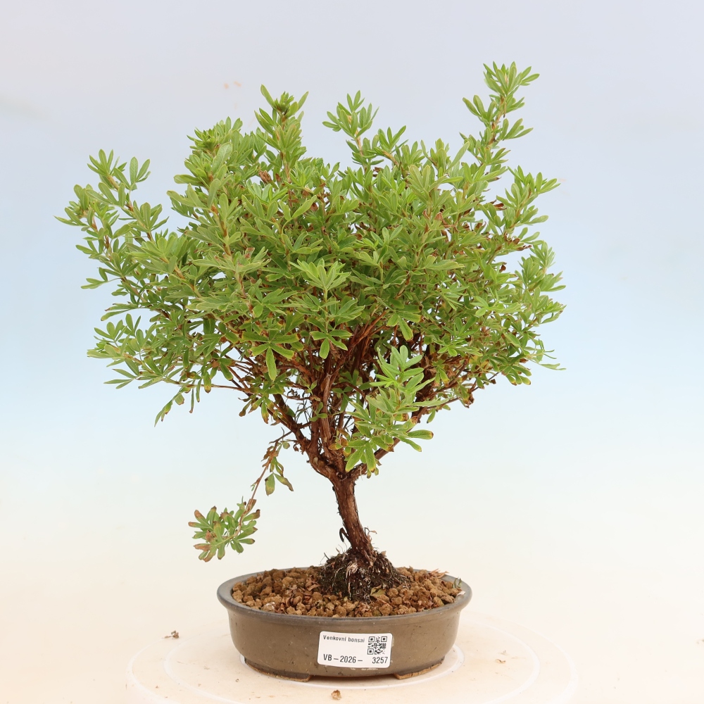 Bonsai für den Außenbereich – Strauch-Fingerkraut – Potentila fruticosa Bellissima