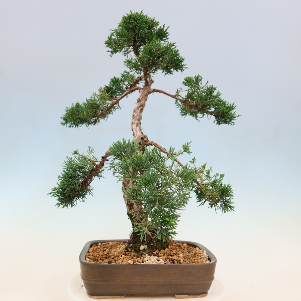 Bonsai für draußen - Juniperus chinensis Kishu