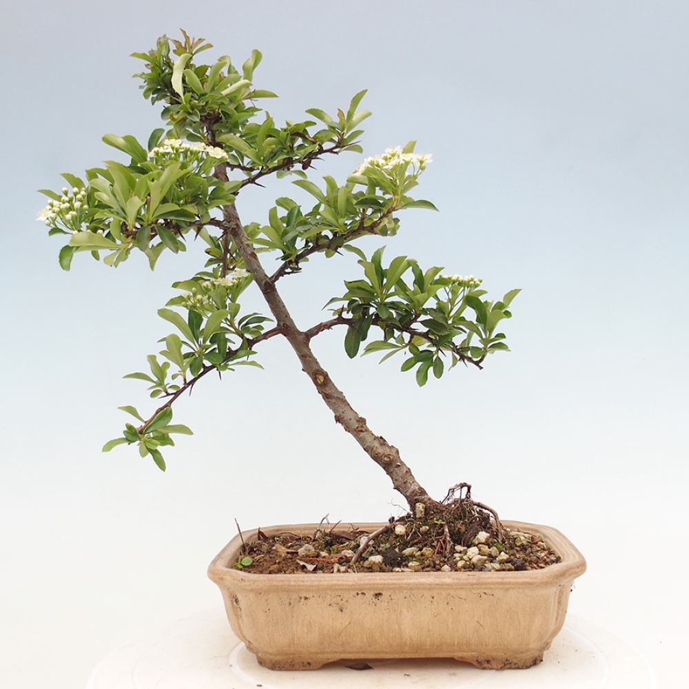 Outdoor Bonsai-Pyracanta Teton -Bäckerei