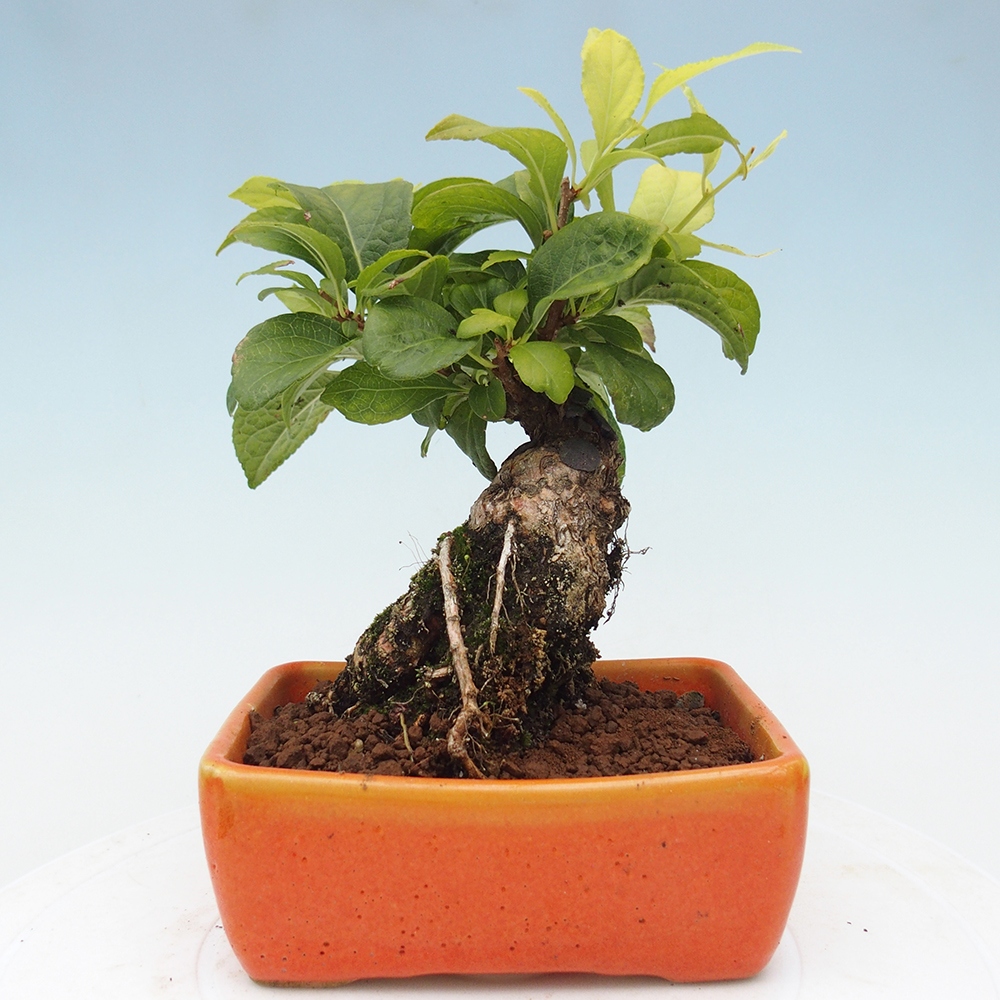 Outdoor-Bonsai - Celastrus Jesenec