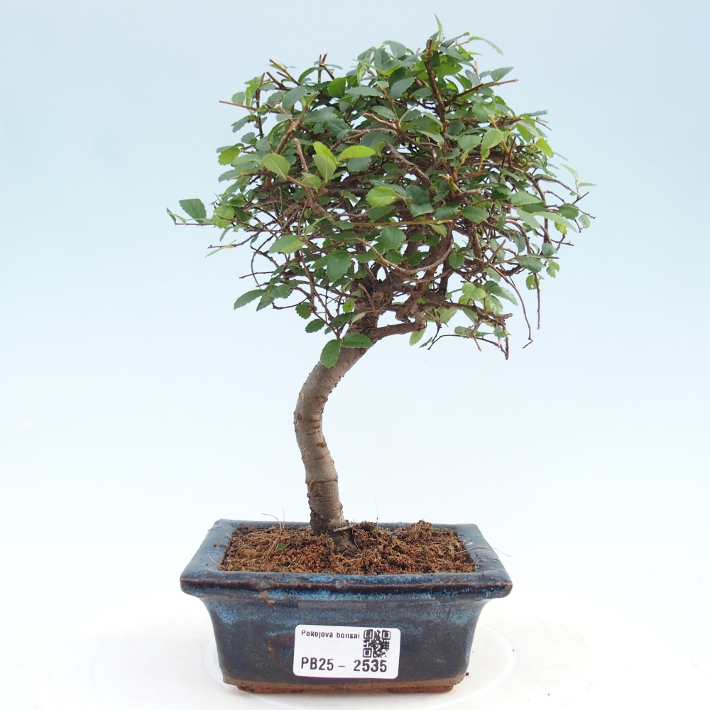 Indoor Bonsai - Ulmus parvifolia - Kleine Blattulme