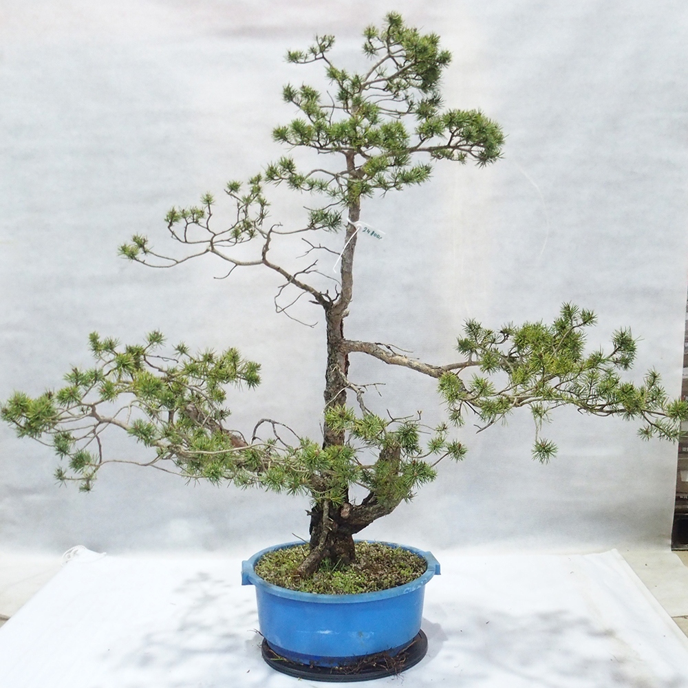 Yamadori - Pinus sylvestris 