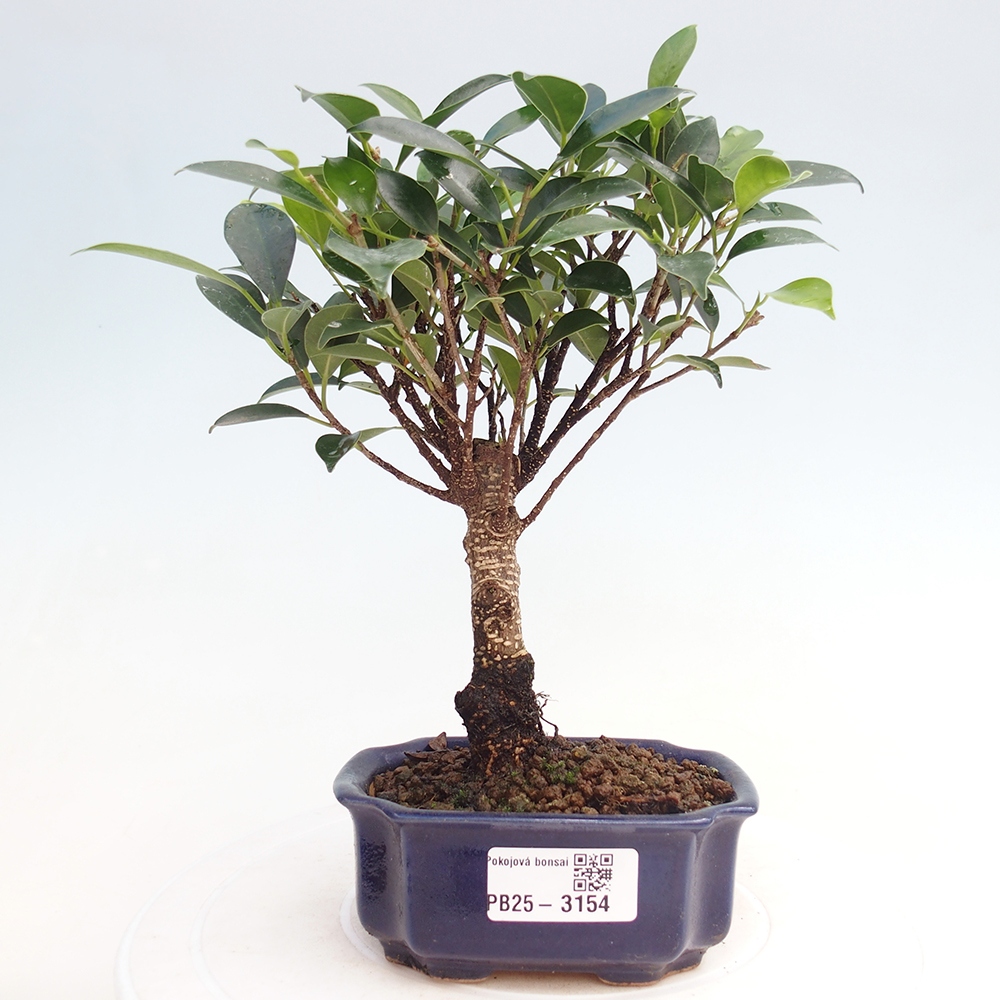 Zimmer Bonsai Ficus retusa kimmen