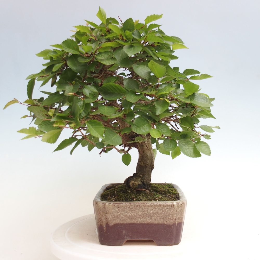 Bonsai im Freien -Carpinus CARPINOIDES - Koreanische Hainbuche