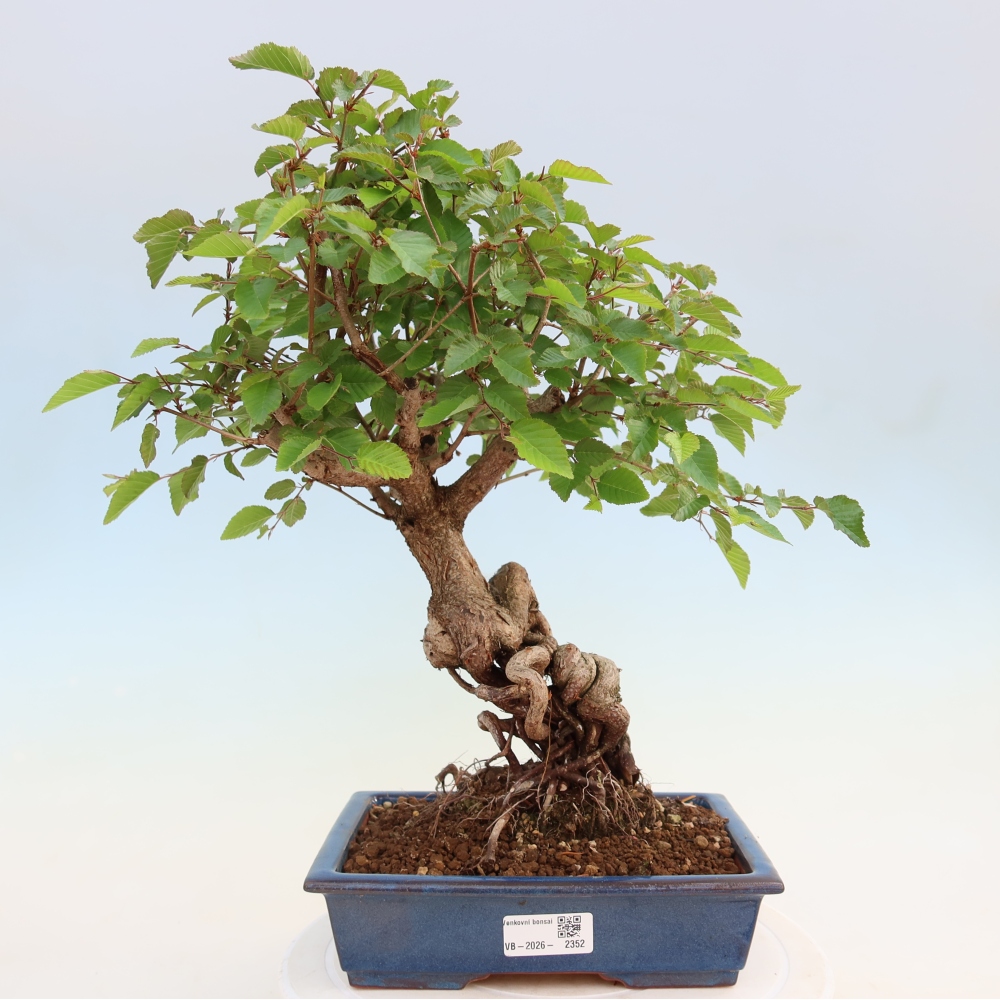 Bonsai für draußen - Karpinus Coreana - Koreanische Hainbuche