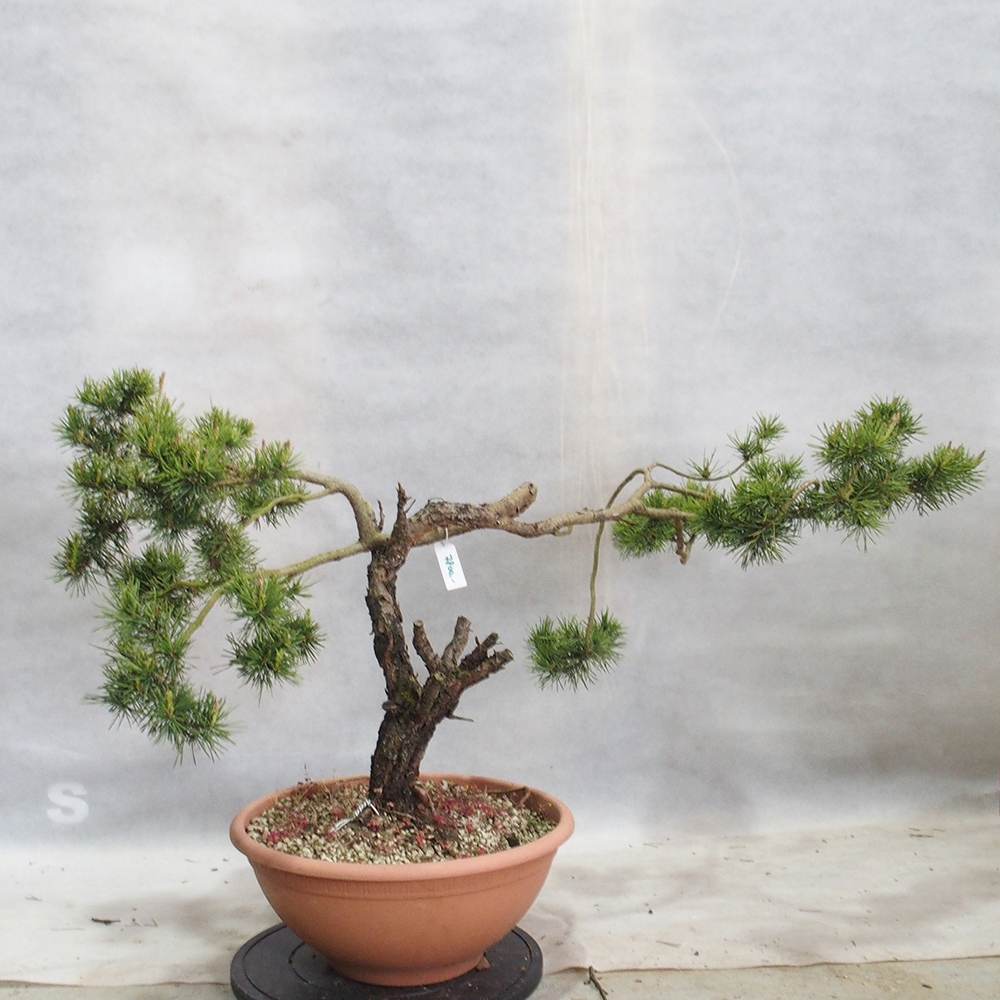 Yamadori - Pinus sylvestris 