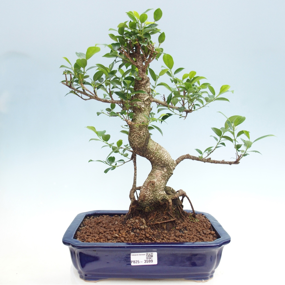 Zimmerbonsai - Ficus kimmen - Kleinblättriger Ficus