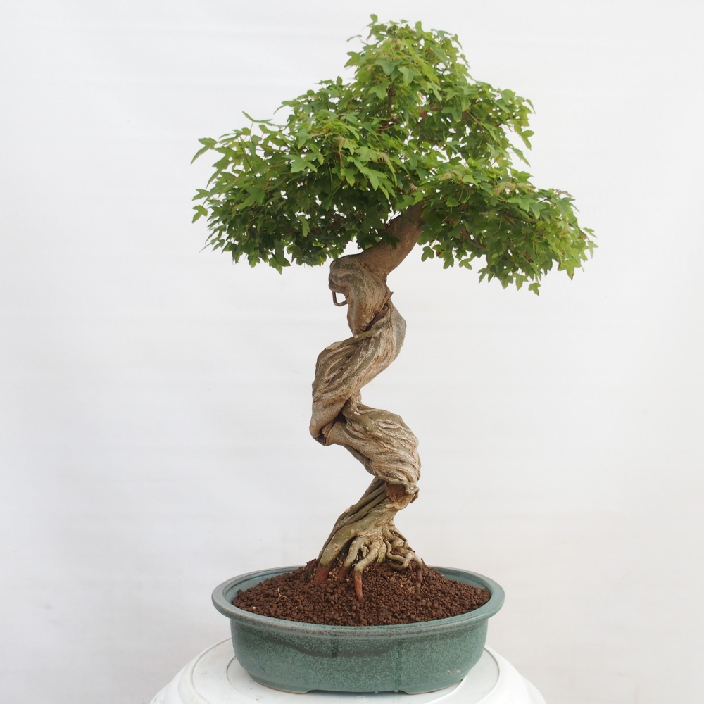 Bonsai im Freien - Ahorn Buergerianum - Burger Maple