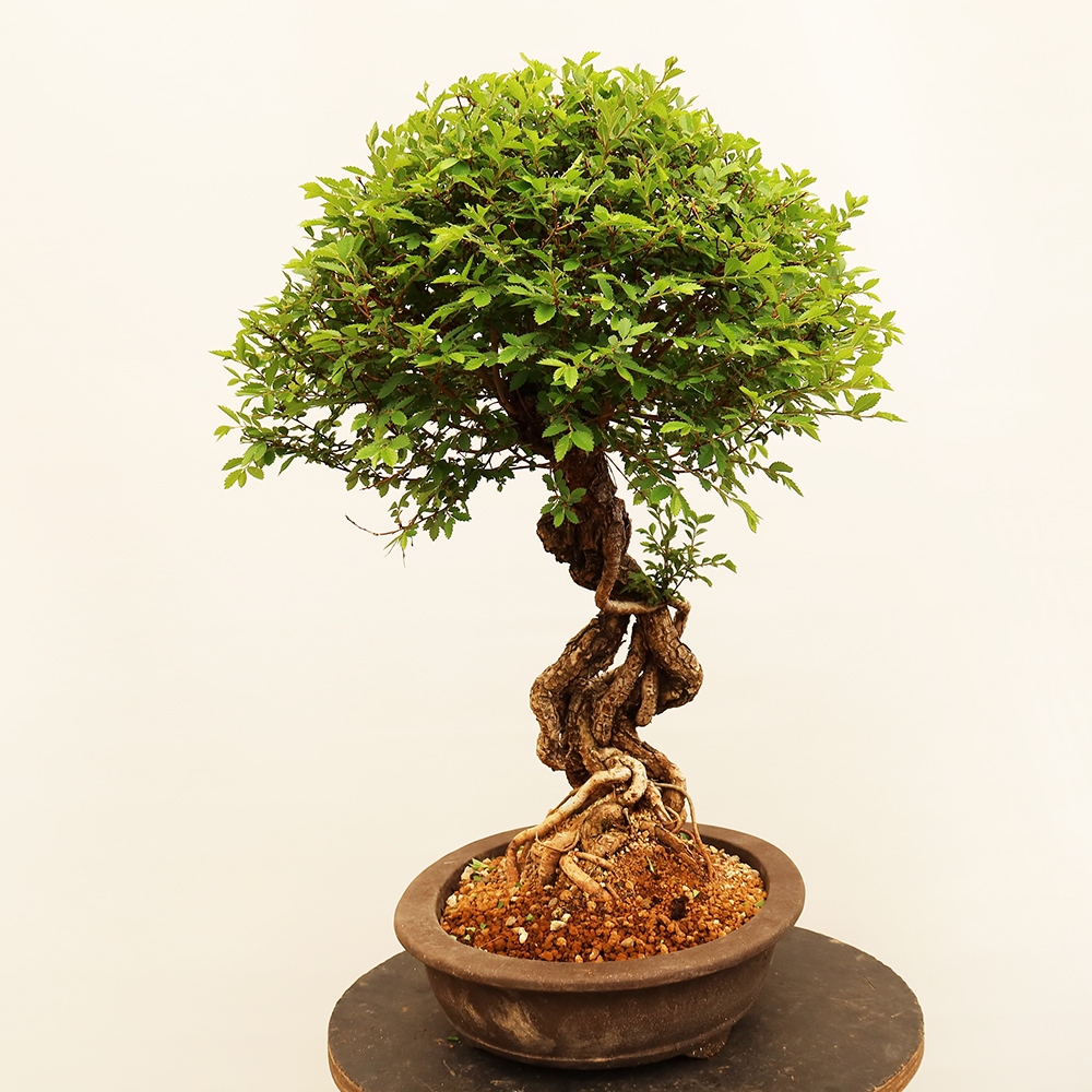 Bonsai im Freien - Zelkova - Zelkova NIRE