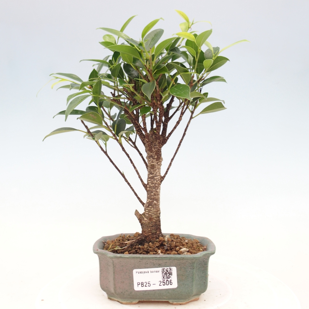 Zimmerbonsai - Kleinblättriger Ficus - Ficus kimmen