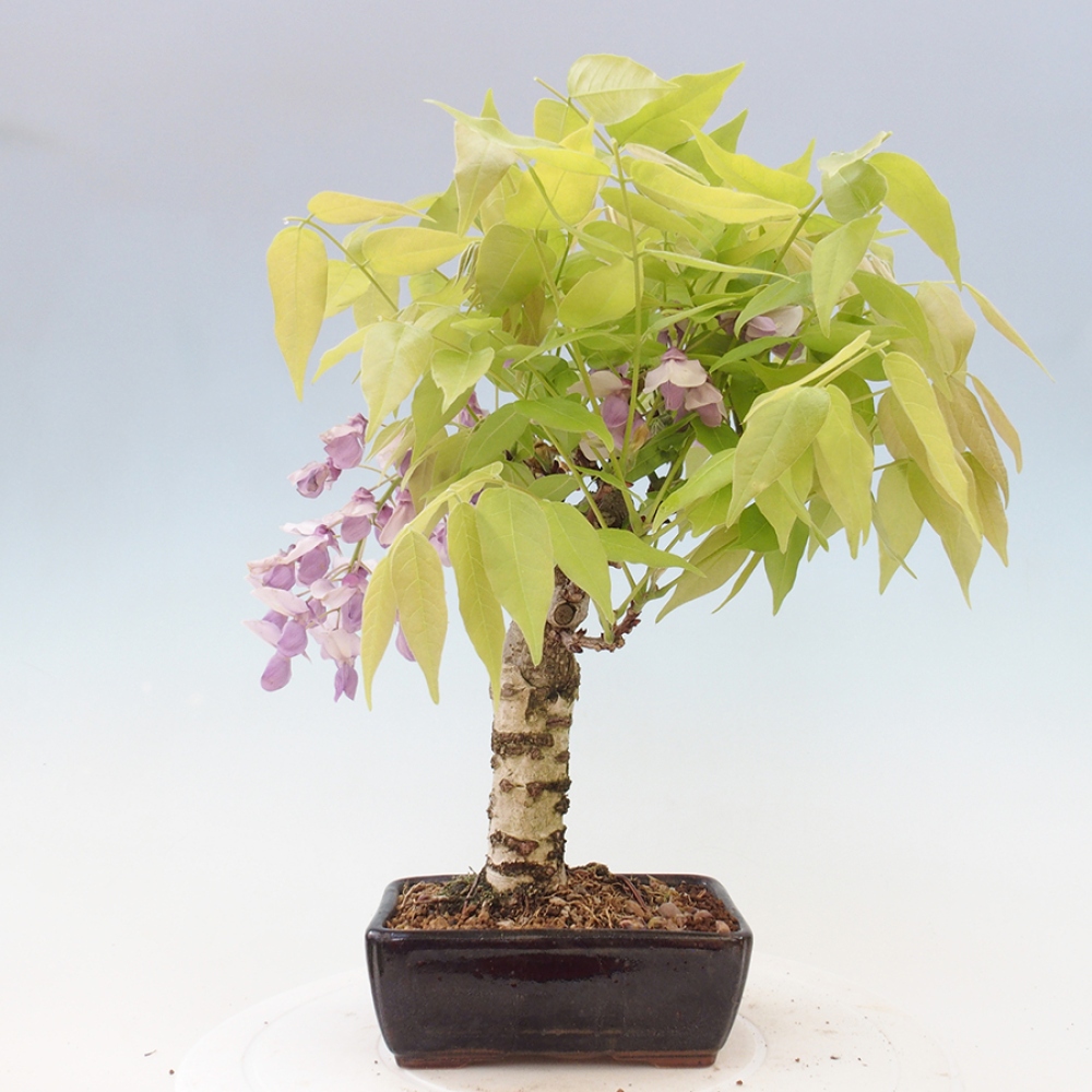 Bonsai im Freien - Wisteria floribunda - Wisteria floribunda