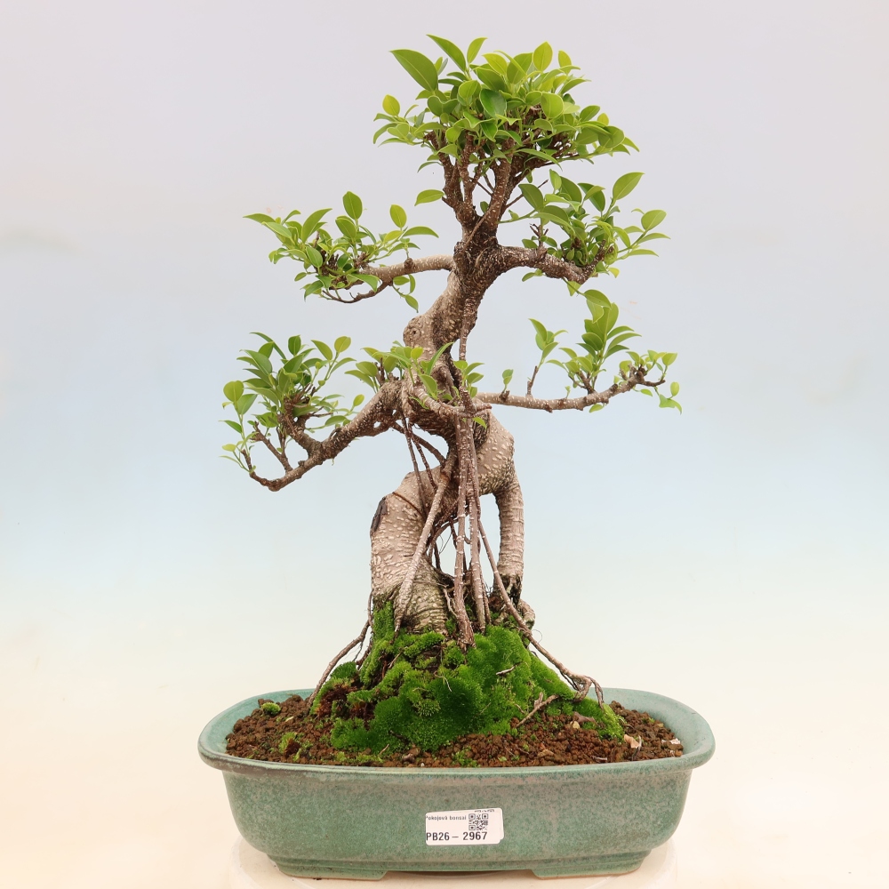 Zimmerbonsai - Ficus kimmen - Kleinblättriger Ficus