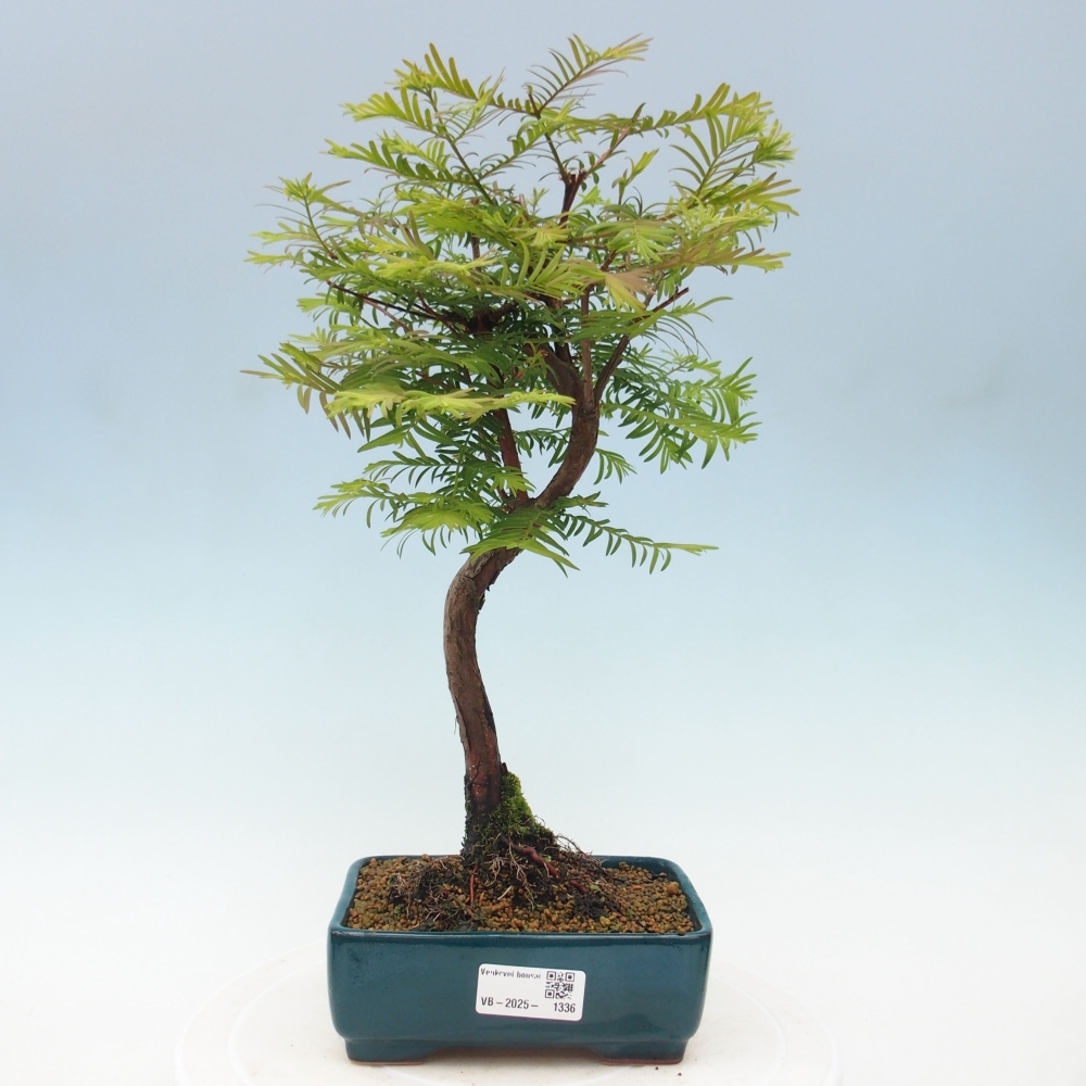 Bonsai im Freien - Metasequoia glyptostroboides - Chinesischer Metasequoia