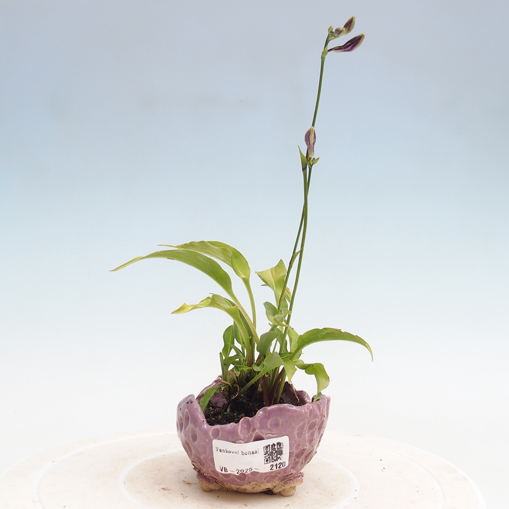 Bonsai im Freien - Mini Hosta - Göttin