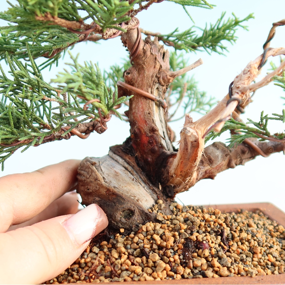 Outdoor bonsai - Juniperus chinensis Itoigawa - Chinese juniper