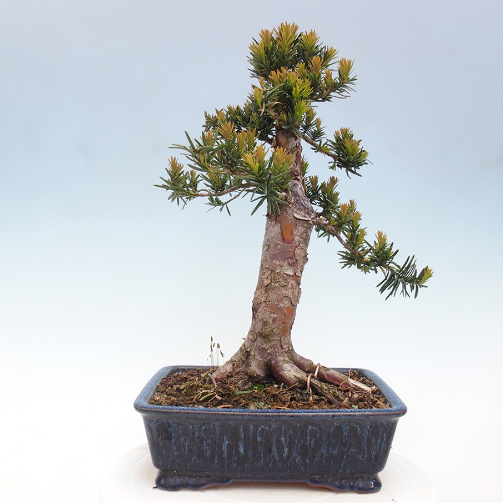 Bonsai im Freien - Taxus cuspidata - Japanische Eibe