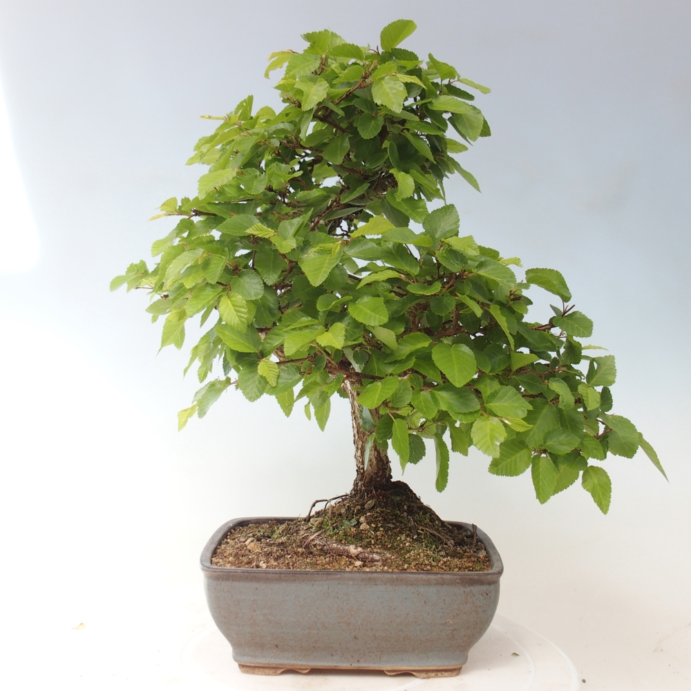 Bonsai für draußen -Carpinus CARPINOIDES - Koreanische Hainbuche
