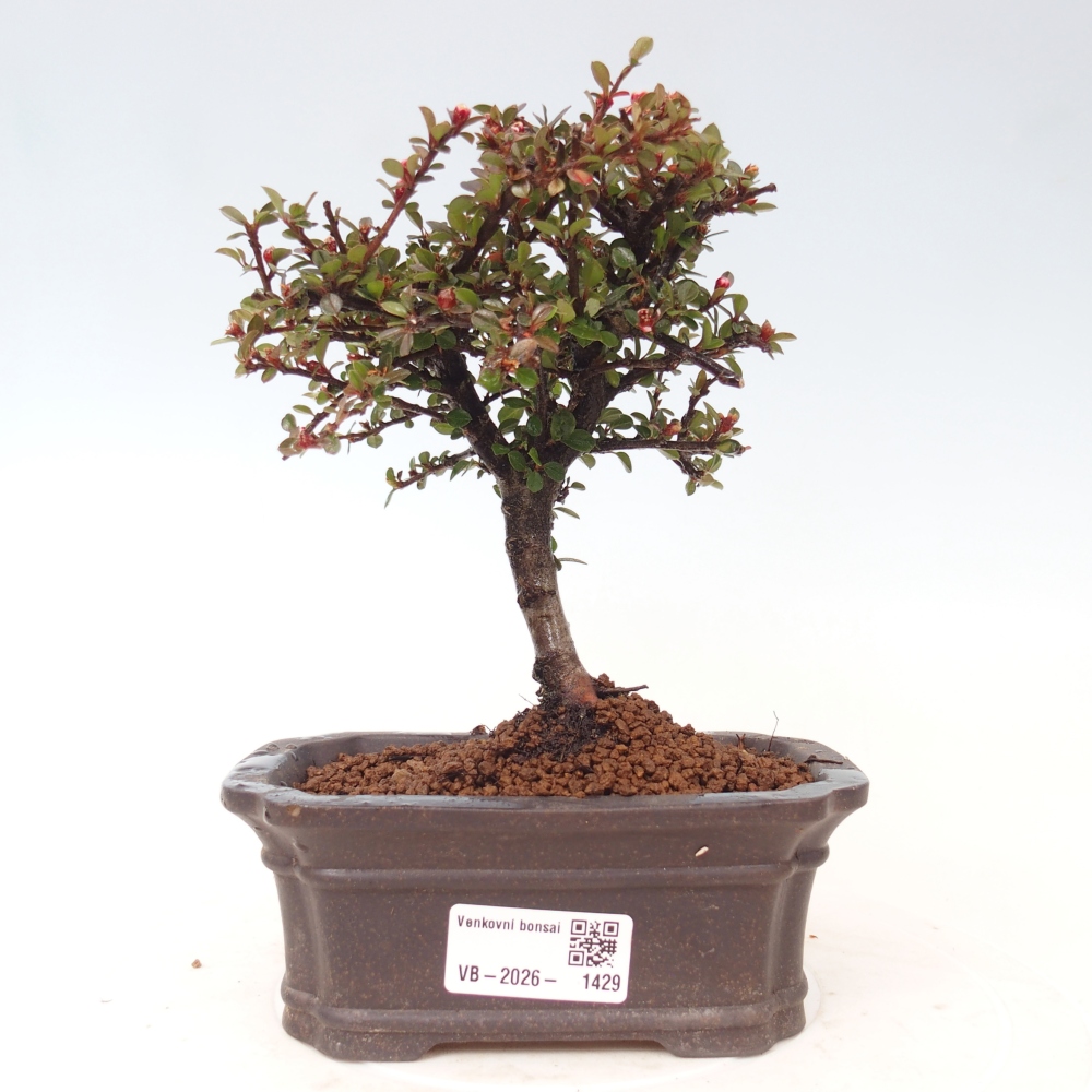 Bonsai für draußen - Cotoneaster horizontalis - Rocky Mountain