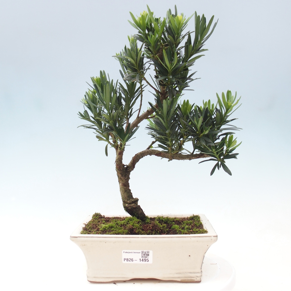 Zimmerbonsai - Podocarpus - Stein-Eibe