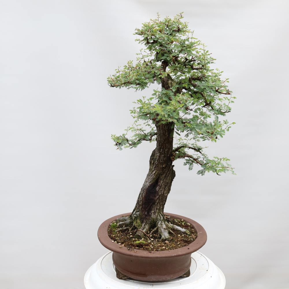 Zimmer Bonsai - Akazien Arabica