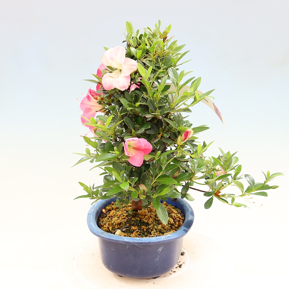 Bonsai für draußen - Japanische Azalee - Azalee Santoka