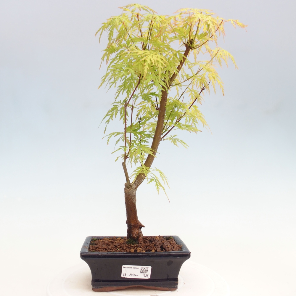 Bonsai im Freien - Acer palmatum Dissectum - japanischer Ahorn 