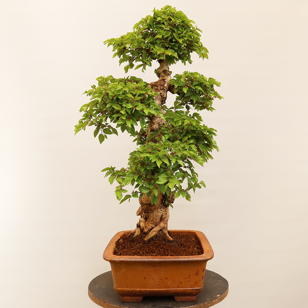 Bonsai im Freien - Carpinus Coreana - Koreanische Hainbuche