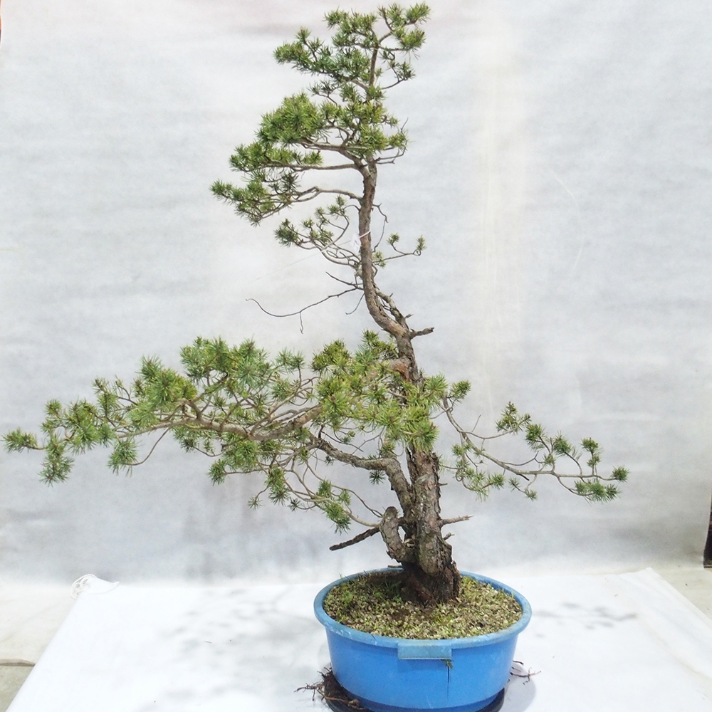 Yamadori - Pinus sylvestris 
