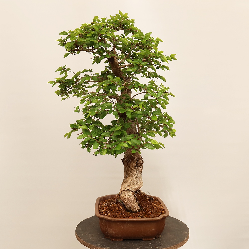 Bonsai im Freien - Carpinus Coreana - Koreanische Hainbuche