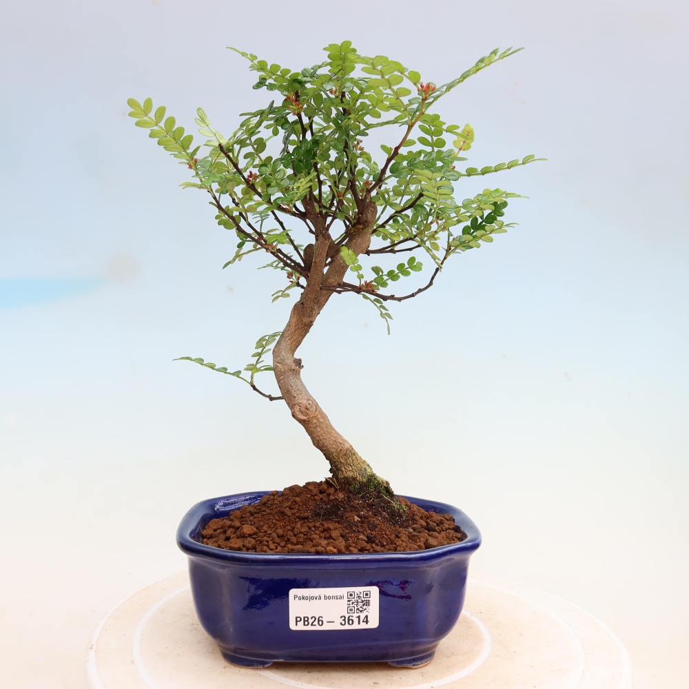 Zimmer Bonsai - Zantoxylum piperitum - Pfefferbaum