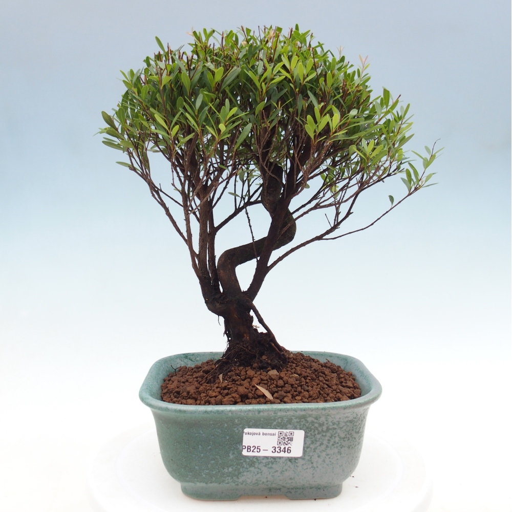 Zimmer Bonsai - Syzygium - Piment